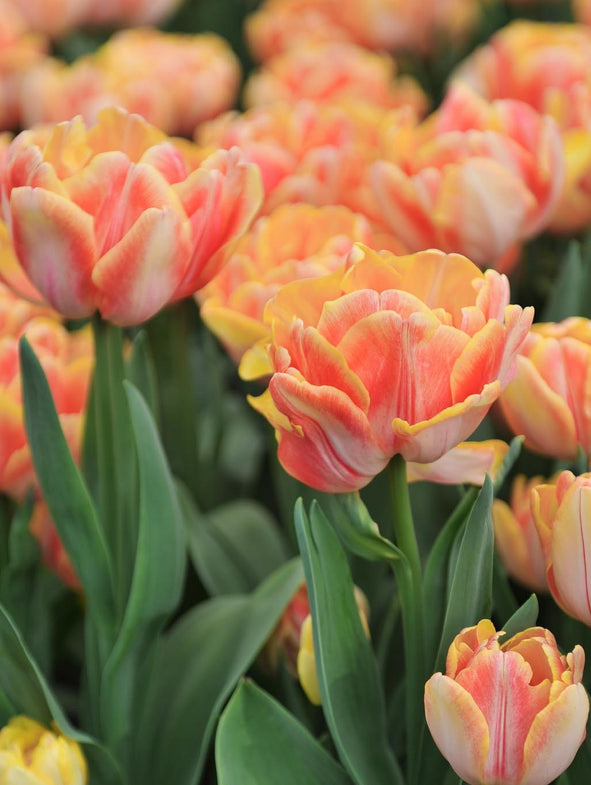A quick guide: What to do when tulips have faded